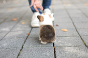 Rolly Teacup Puppies (Purchased by Torres) Sky - Corgi. M.