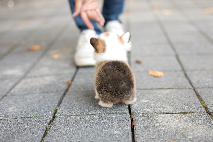 Rolly Teacup Puppies (Purchased by Torres) Sky - Corgi. M.