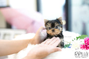 Rolly Teacup Puppies (SOLD to Maranan) Skye - Yorkshire Terrier. M.