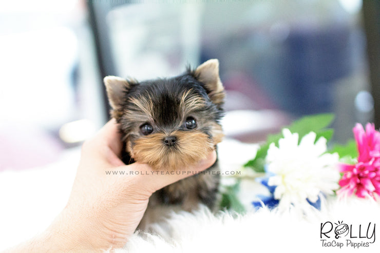 Rolly Teacup Puppies (SOLD to Maranan) Skye - Yorkshire Terrier. M.