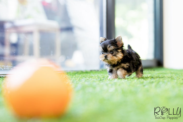 Rolly Teacup Puppies (SOLD to Maranan) Skye - Yorkshire Terrier. M.