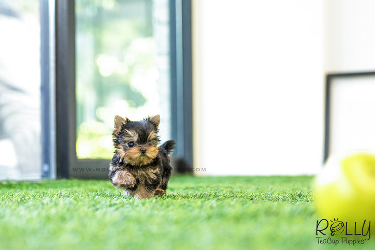 Rolly Teacup Puppies (SOLD to Maranan) Skye - Yorkshire Terrier. M.