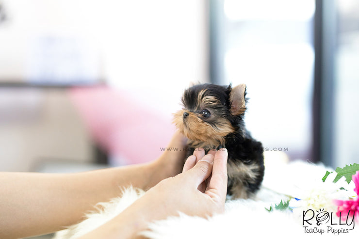 Rolly Teacup Puppies (SOLD to Maranan) Skye - Yorkshire Terrier. M.