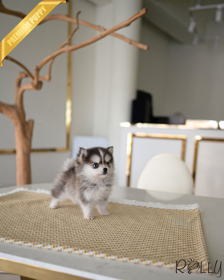 SLOANE - FEMALE (PURCHASED by DUREZA)