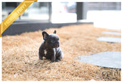 Rolly Teacup Puppies (SOLD to Collison) Smokey - French Bulldog. M.