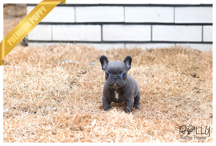 Rolly Teacup Puppies (SOLD to Collison) Smokey - French Bulldog. M.