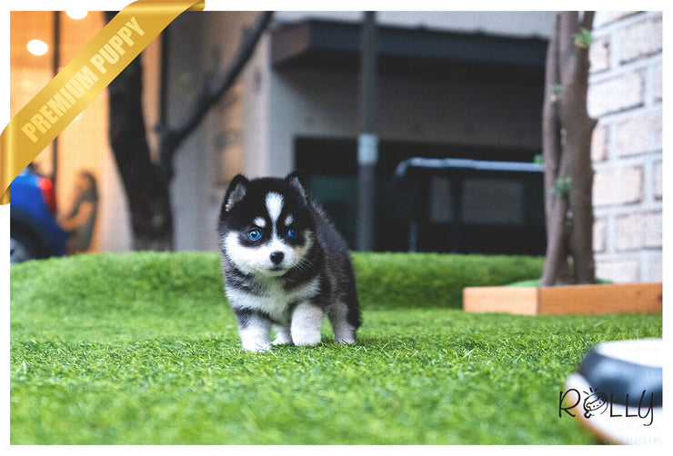 Rolly Teacup Puppies (Purchased by Demiromic) SMOKY - Pomsky. M.