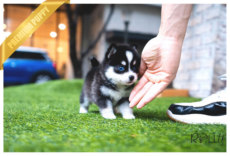 Rolly Teacup Puppies (Purchased by Demiromic) SMOKY - Pomsky. M.