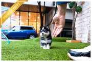 Rolly Teacup Puppies (Purchased by Demiromic) SMOKY - Pomsky. M.