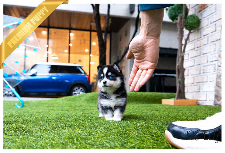 Rolly Teacup Puppies (Purchased by Demiromic) SMOKY - Pomsky. M.