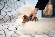 Rolly Teacup Puppies (Purchased by Abrams) S'more - Dachshund. M.