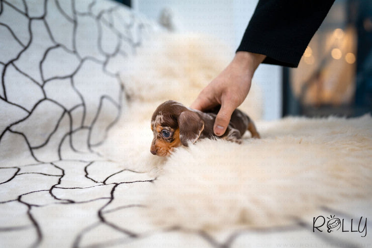 Rolly Teacup Puppies (Purchased by Abrams) S&