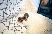 Rolly Teacup Puppies (Purchased by Abrams) S'more - Dachshund. M.