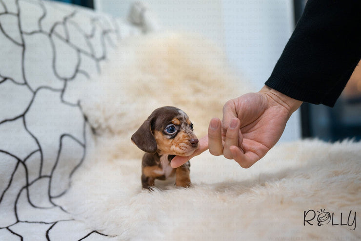 Rolly Teacup Puppies (Purchased by Abrams) S&