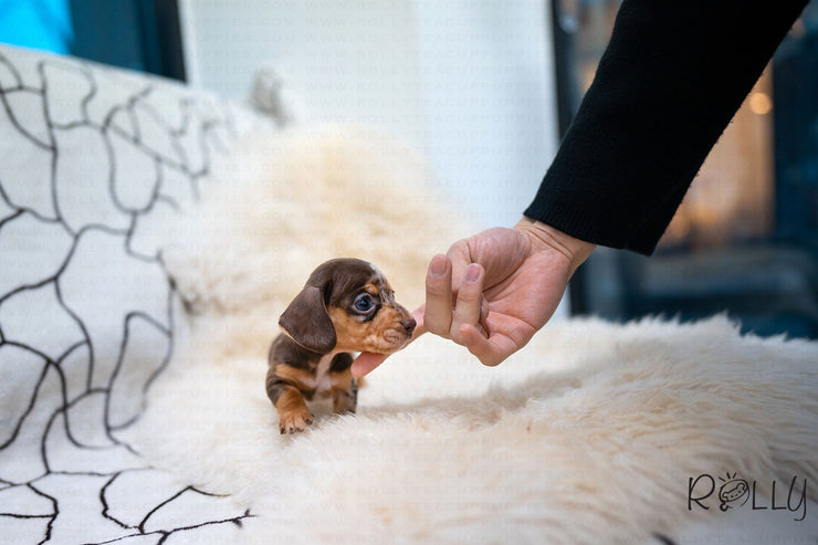 Rolly Teacup Puppies (Purchased by Abrams) S&