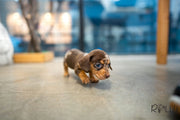 Rolly Teacup Puppies (Purchased by Abrams) S'more - Dachshund. M.
