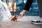 Rolly Teacup Puppies (Purchased by Abrams) S'more - Dachshund. M.