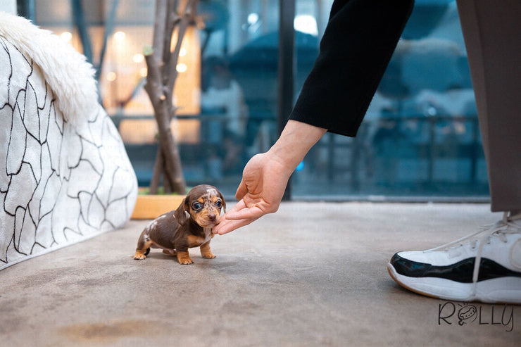 Rolly Teacup Puppies (Purchased by Abrams) S&