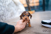 Rolly Teacup Puppies (Purchased by Abrams) S'more - Dachshund. M.