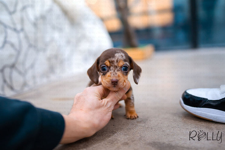 Rolly Teacup Puppies (Purchased by Abrams) S&
