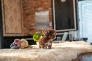 Rolly Teacup Puppies (PURCHASED by Paul) Snickers - Chihuahua. M.