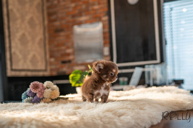 Rolly Teacup Puppies (PURCHASED by Paul) Snickers - Chihuahua. M.