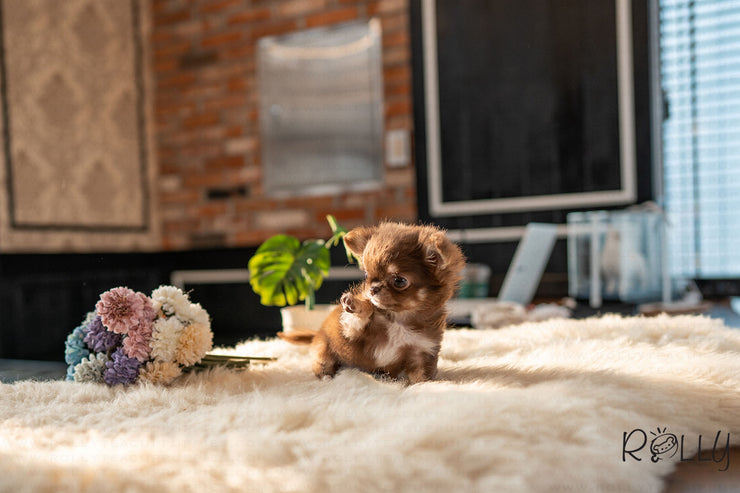 Rolly Teacup Puppies (PURCHASED by Paul) Snickers - Chihuahua. M.