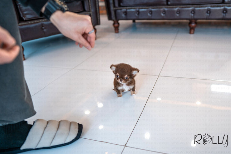 Rolly Teacup Puppies (PURCHASED by Paul) Snickers - Chihuahua. M.