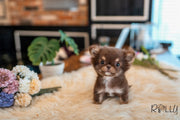 Rolly Teacup Puppies (PURCHASED by Paul) Snickers - Chihuahua. M.