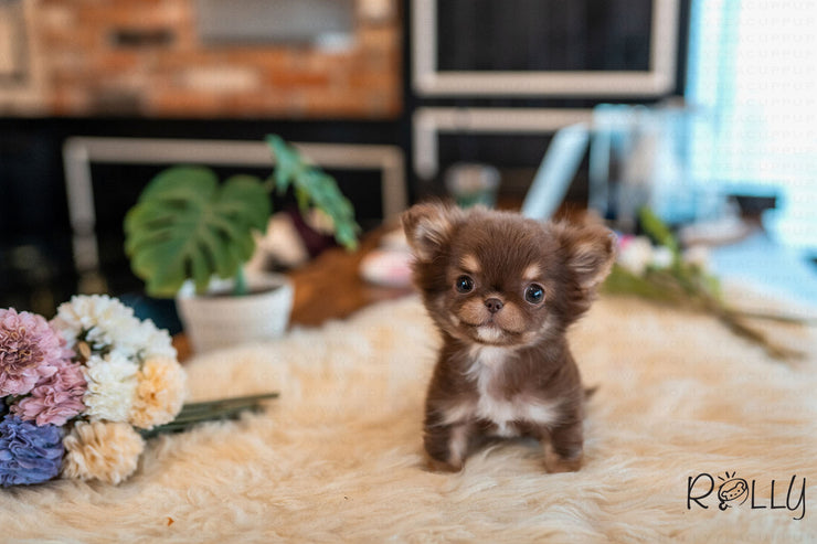 Rolly Teacup Puppies (PURCHASED by Paul) Snickers - Chihuahua. M.