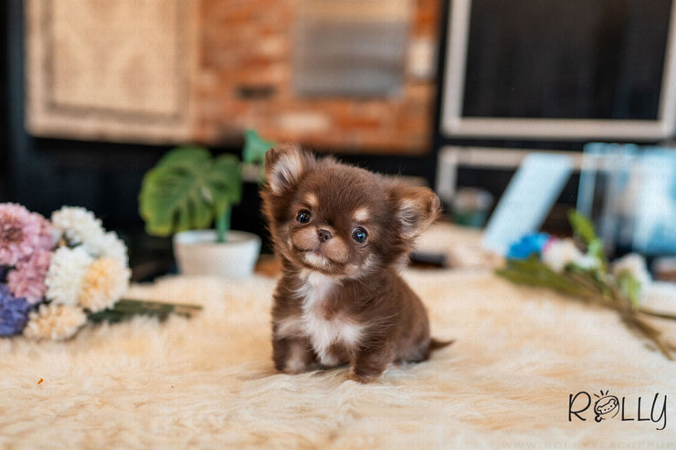 Rolly Teacup Puppies (PURCHASED by Paul) Snickers - Chihuahua. M.