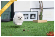 Rolly Teacup Puppies (SOLD to Sulaiman)Snow Ball - Pomeranian. M.