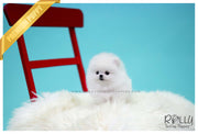 Rolly Teacup Puppies (SOLD to Sulaiman)Snow Ball - Pomeranian. M.