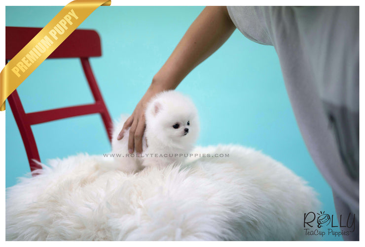 Rolly Teacup Puppies (SOLD to Sulaiman)Snow Ball - Pomeranian. M.
