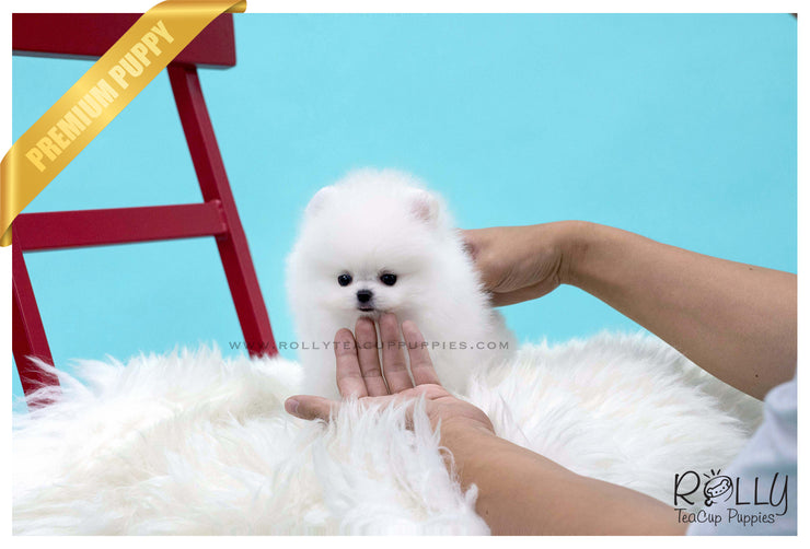 Rolly Teacup Puppies (SOLD to Sulaiman)Snow Ball - Pomeranian. M.