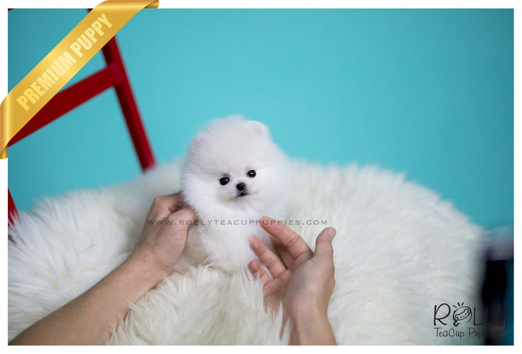 Rolly Teacup Puppies (SOLD to Sulaiman)Snow Ball - Pomeranian. M.