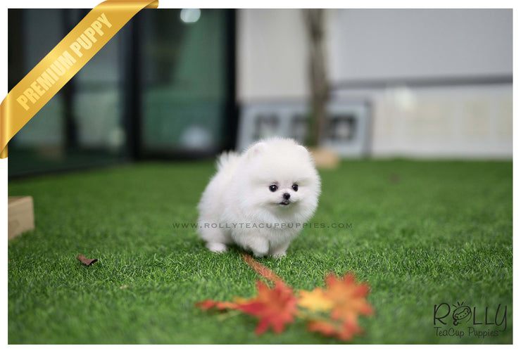 Rolly Teacup Puppies (SOLD to Sulaiman)Snow Ball - Pomeranian. M.