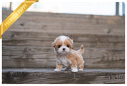 Rolly Teacup Puppies (PURCHASED by Andrade) SOPHIE - Maltipoo. F.