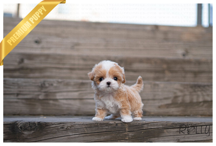 Rolly Teacup Puppies (PURCHASED by Andrade) SOPHIE - Maltipoo. F.
