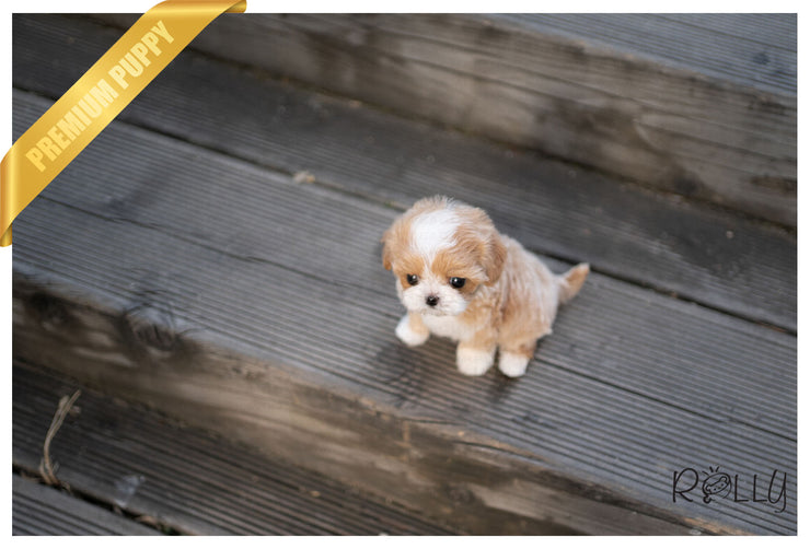 Rolly Teacup Puppies (PURCHASED by Andrade) SOPHIE - Maltipoo. F.