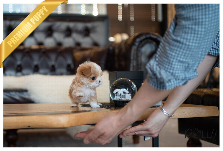 Rolly Teacup Puppies (PURCHASED by Andrade) SOPHIE - Maltipoo. F.
