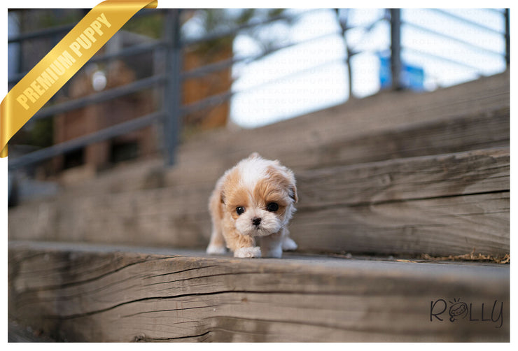 Rolly Teacup Puppies (PURCHASED by Andrade) SOPHIE - Maltipoo. F.