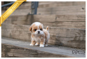 Rolly Teacup Puppies (PURCHASED by Andrade) SOPHIE - Maltipoo. F.