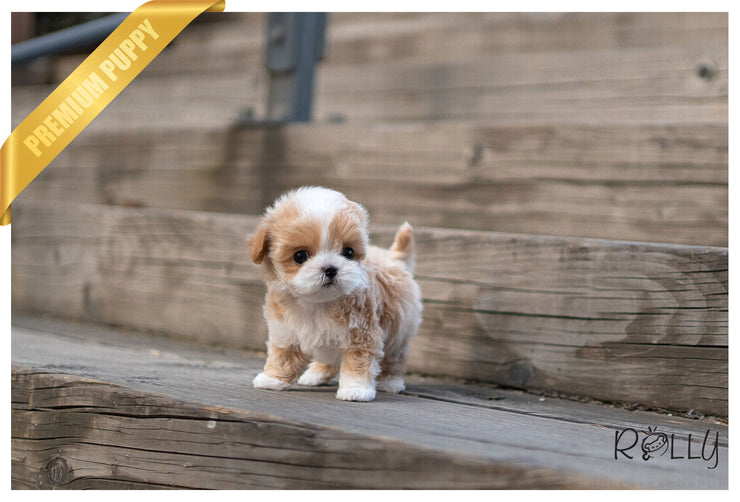 Rolly Teacup Puppies (PURCHASED by Andrade) SOPHIE - Maltipoo. F.