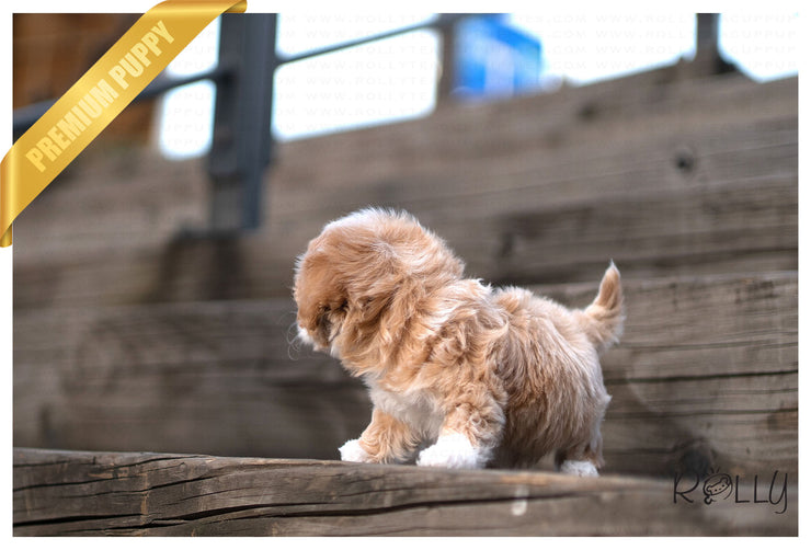 Rolly Teacup Puppies (PURCHASED by Andrade) SOPHIE - Maltipoo. F.