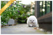 Rolly Teacup Puppies (Purchased by Nicolasein) Sparkle - Pom. F.