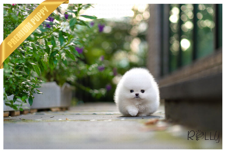 Rolly Teacup Puppies (Purchased by Nicolasein) Sparkle - Pom. F.