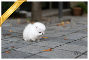 Rolly Teacup Puppies (Purchased by Nicolasein) Sparkle - Pom. F.