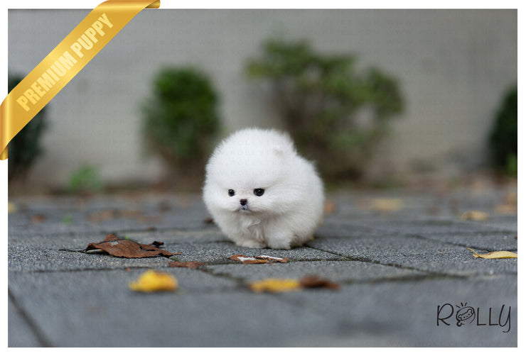 Rolly Teacup Puppies (Purchased by Nicolasein) Sparkle - Pom. F.