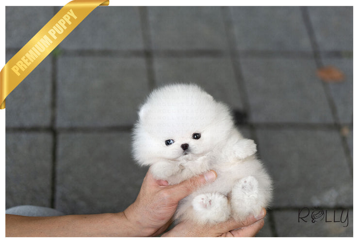 Rolly Teacup Puppies (Purchased by Nicolasein) Sparkle - Pom. F.